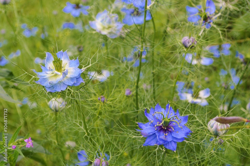 Fototapeta premium Colourful Nigella flowers (Nigella damascena).