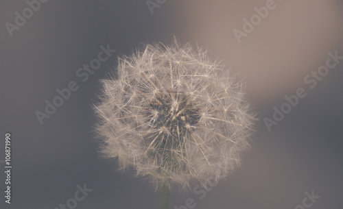 Fototapeta Naklejka Na Ścianę i Meble -  close up of Dandelion with abstract color and shallow focus