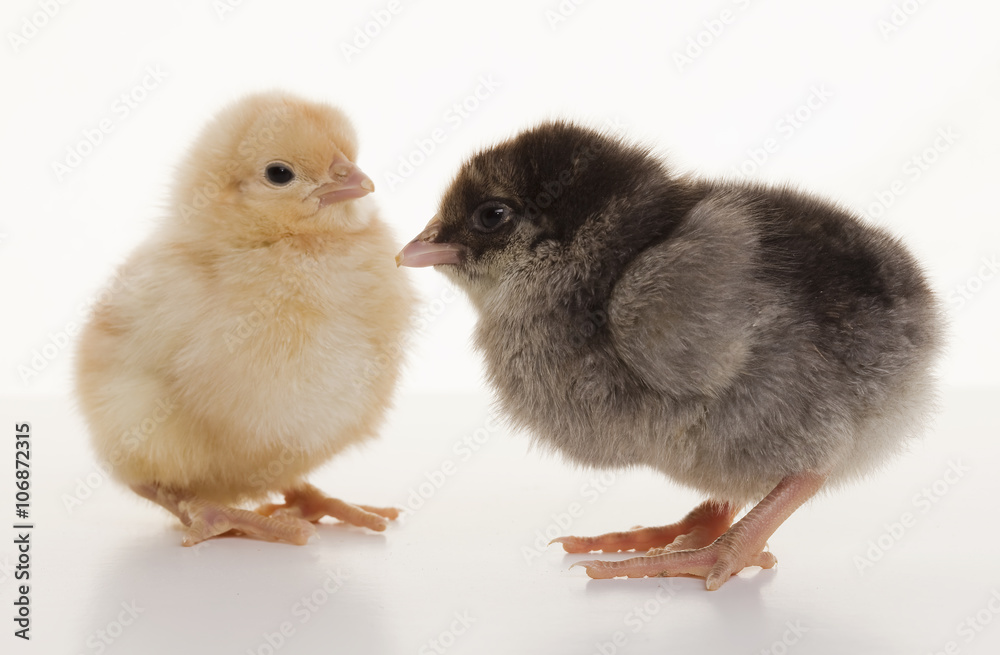 Fototapeta premium Small fluffy chickens