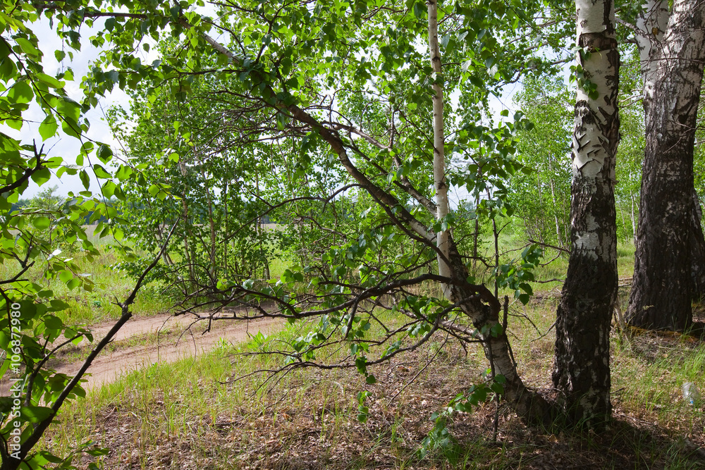 Fototapeta premium Summer in a birchwood