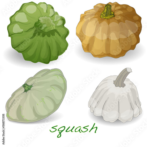 Scalloped custard squash  vector