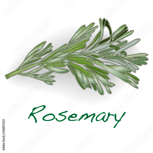 Rosemary vector isolated