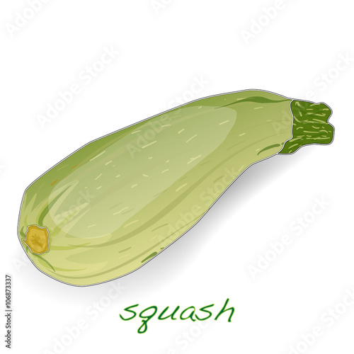 Scalloped custard squash  vector