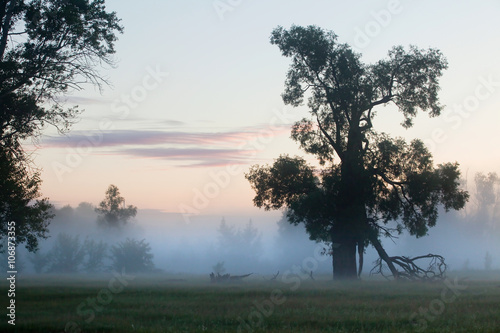 foggy morning in an oak grove