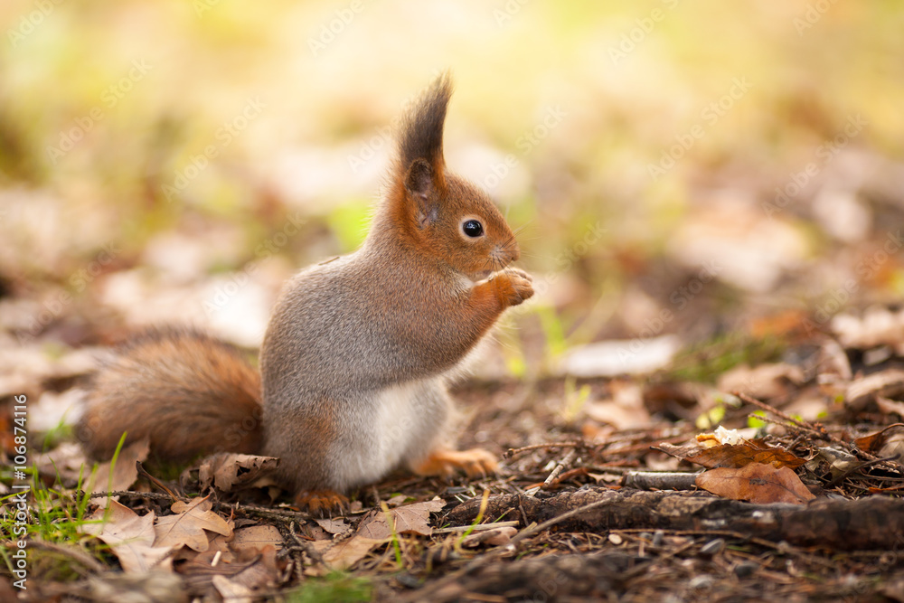 Белка кушает