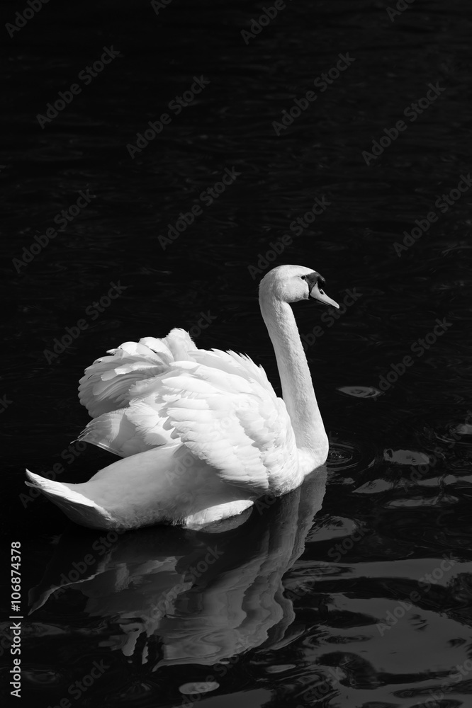 Naklejka premium The swan back