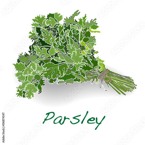 Fresh parsley vector