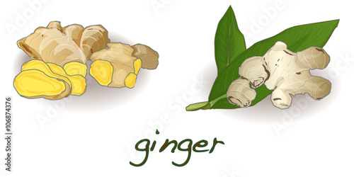 ginger on white background