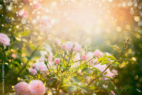 Pink pale roses bush over summer garden or park nature background. Roses garden, outdoor with sunshine and bokeh photo