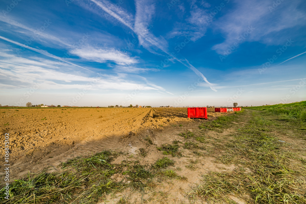 Fototapeta premium plowed potato field after harvest
