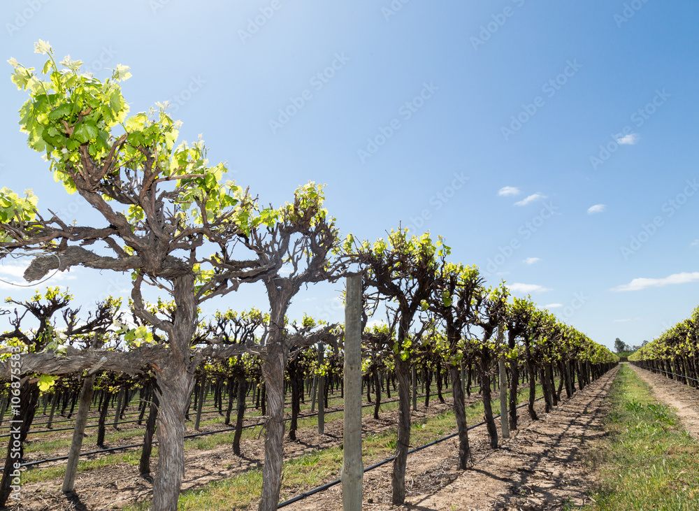 Vineyard near Renmark