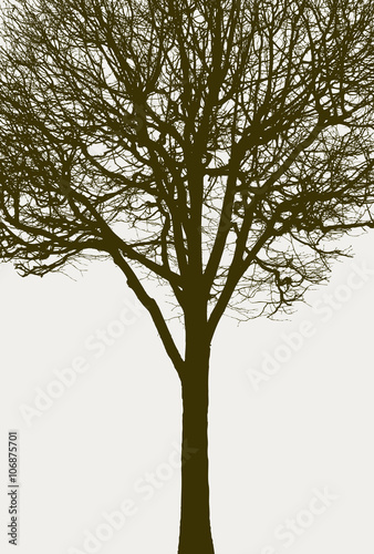 silhouette of a tree without leaves
