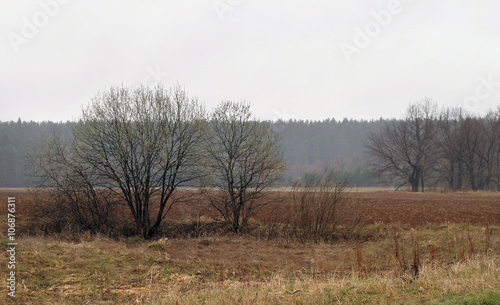 spring landscape