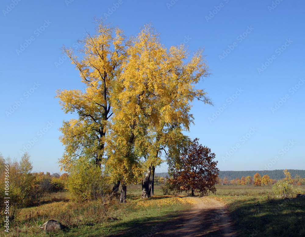 autumn landscape