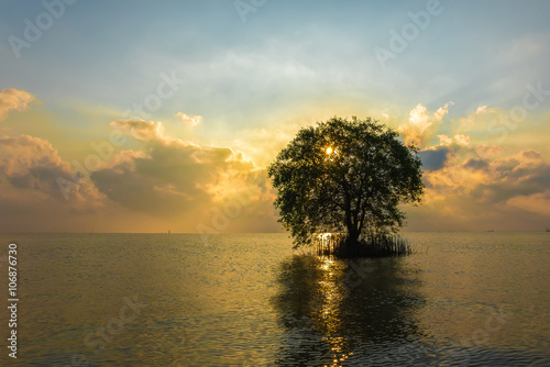 Cork Tree at sea with ray light. © fasndee