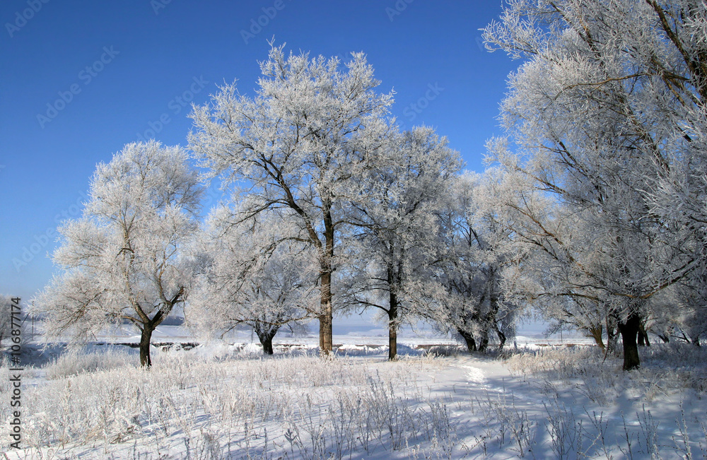 Obraz premium winter landscape