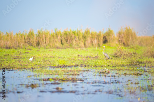 The Bird emigrate to wet land.