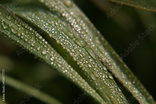 dew on the grass