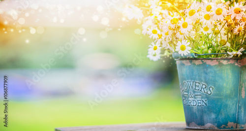 Fototapeta Naklejka Na Ścianę i Meble -  Bucket with wild daisies over summer or spring beautiful garden . Garden decor