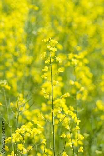 Fototapeta Naklejka Na Ścianę i Meble -  rape field with yellow flowers