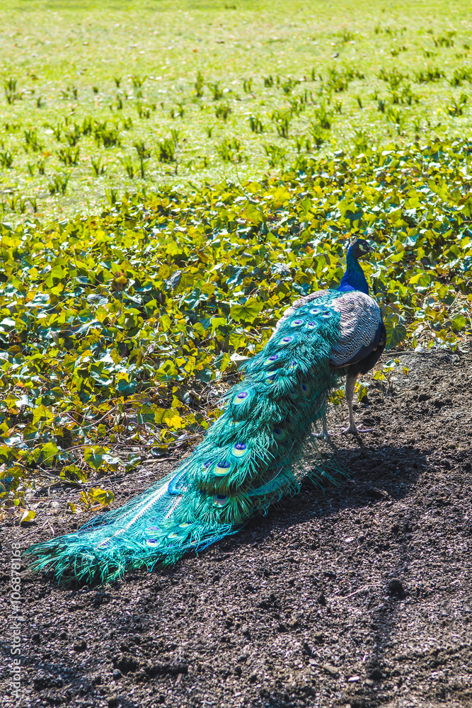 Obraz premium Peacock photographed from behind, showing colorful tail.