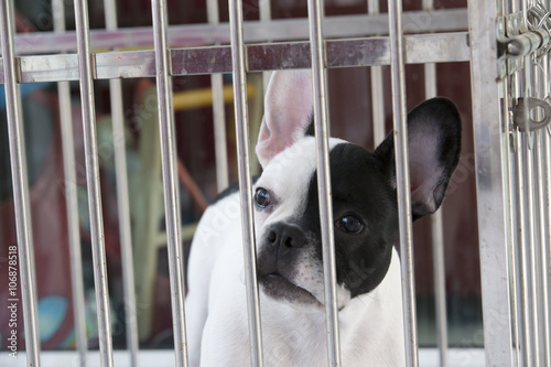 Dog in cage waiting for adopt to new home © ibomber