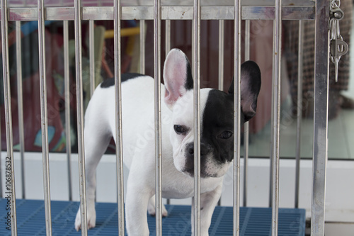 Dog in cage waiting for adopt to new home or waiting for owner bring him back to home