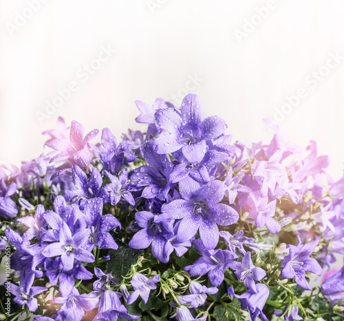 Bell  flowers on white wooden background, close up, border