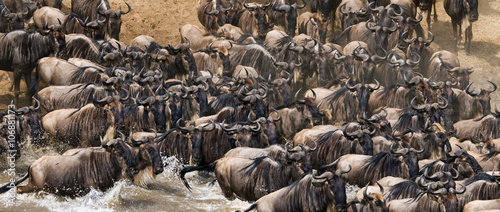 Big herd of wildebeest is about Mara River. Great Migration. Kenya. Tanzania. Masai Mara National Park. An excellent illustration.