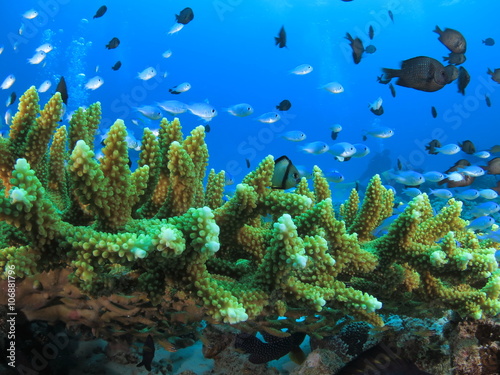 沖縄の海 小魚戯れるサンゴ礁 スズメダイ