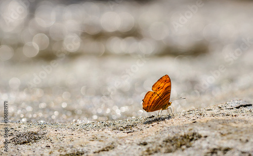 Beautiful The Wavy Maplet butterfly eat mineral in nature photo