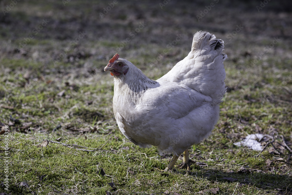 Chickens walking in the country farm Chickens walking in the country farm