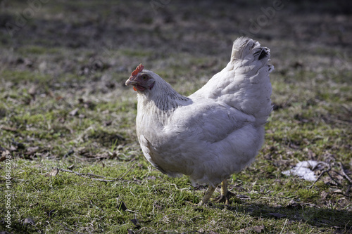 Chickens walking in the country farm