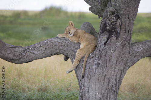 Fototapeta Naklejka Na Ścianę i Meble -  Lion cub sleeping on a tree branch