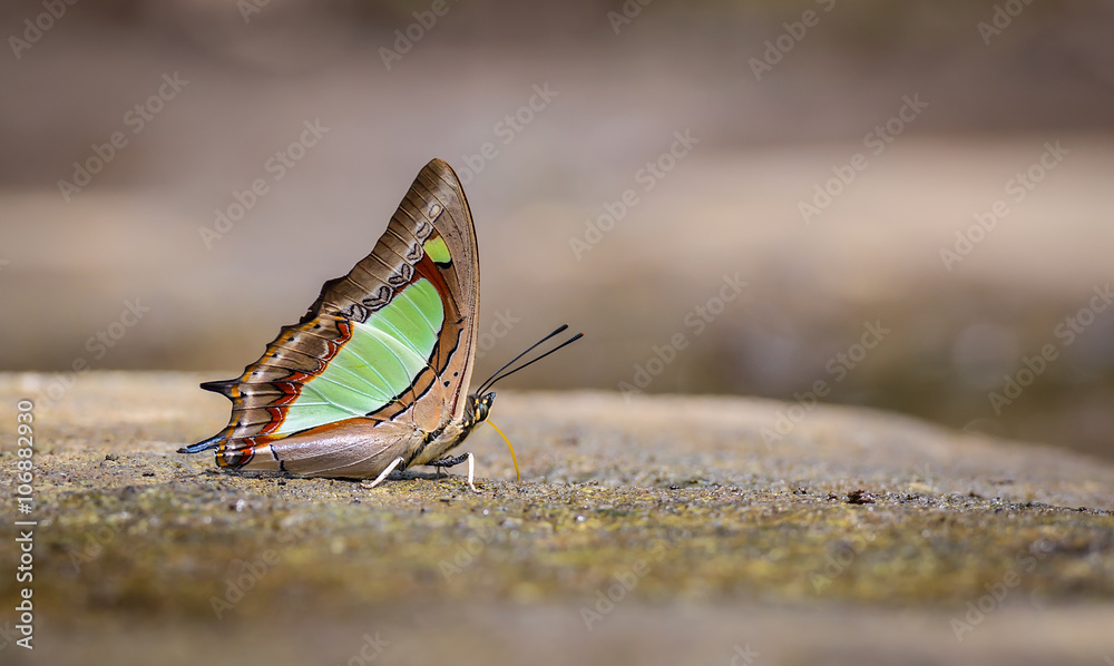 Beautiful The Common Nawab butterfly eat mineral in nature Beautiful The Common Nawab butterfly eat mineral in nature
