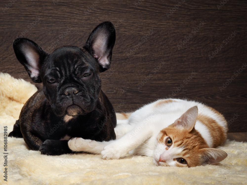 Friendship of cat and dog. Kitten white with red. Dog French Bulldog puppy. The dog is black. Relationship dog and cat. 