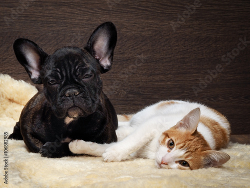 Friendship of cat and dog. Kitten white with red. Dog French Bulldog puppy. The dog is black. Relationship dog and cat. 
