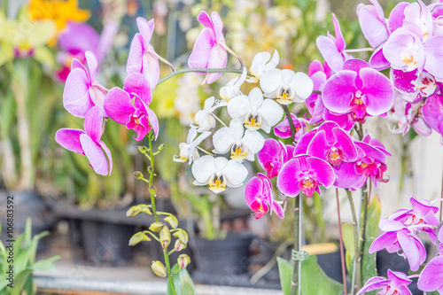 Fototapeta Naklejka Na Ścianę i Meble -  white and pink orchid
