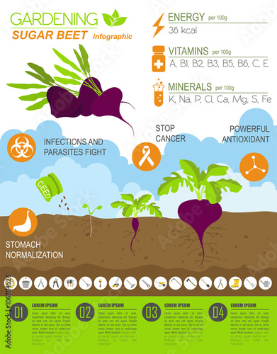 Gardening work, farming infographic. Sugar beet. Graphic templat