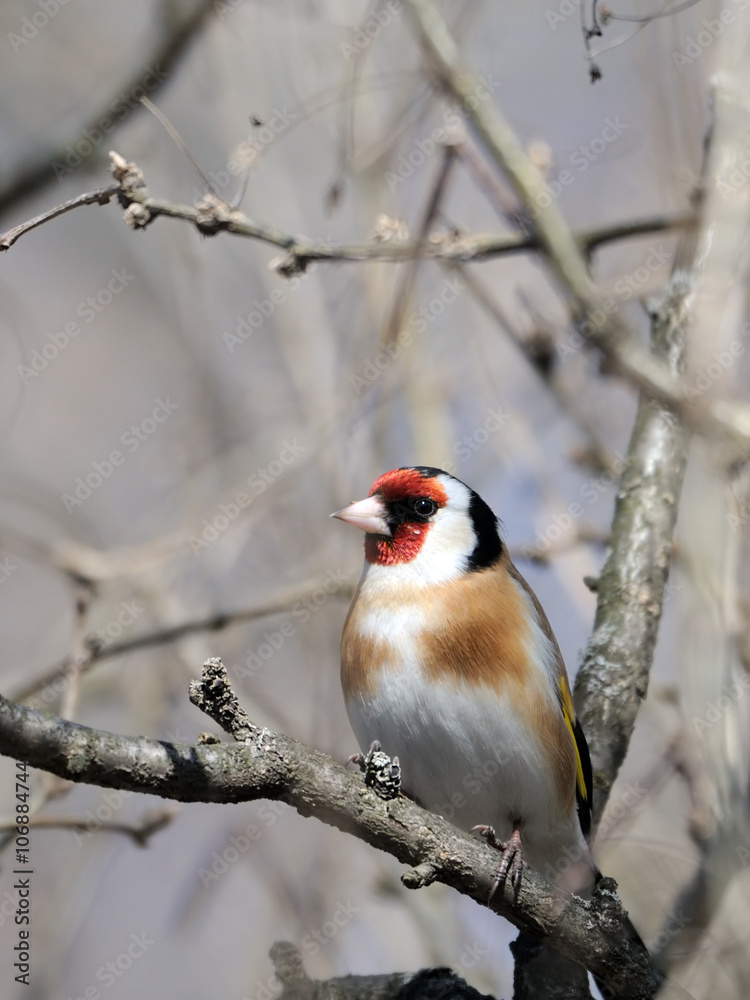 Fototapeta premium Perching Goldfinch in early spring