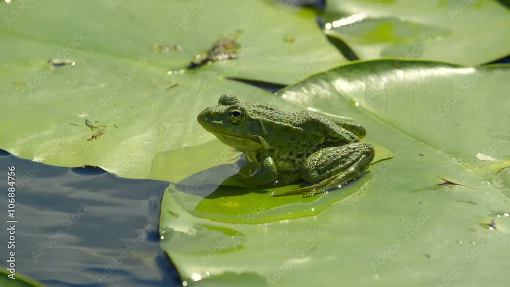 Marsh frog sitting on a water lilies leaf in a lake Marsh frog sitting on a water lilies leaf in a lake