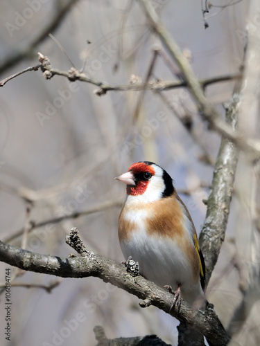 Perching Goldfinch in early spring