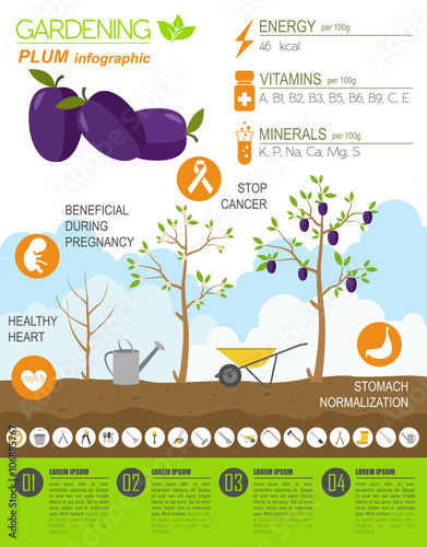 Gardening work, farming infographic. Plum. Graphic template