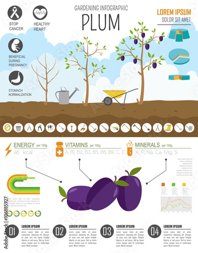 Gardening work, farming infographic. Plum. Graphic template