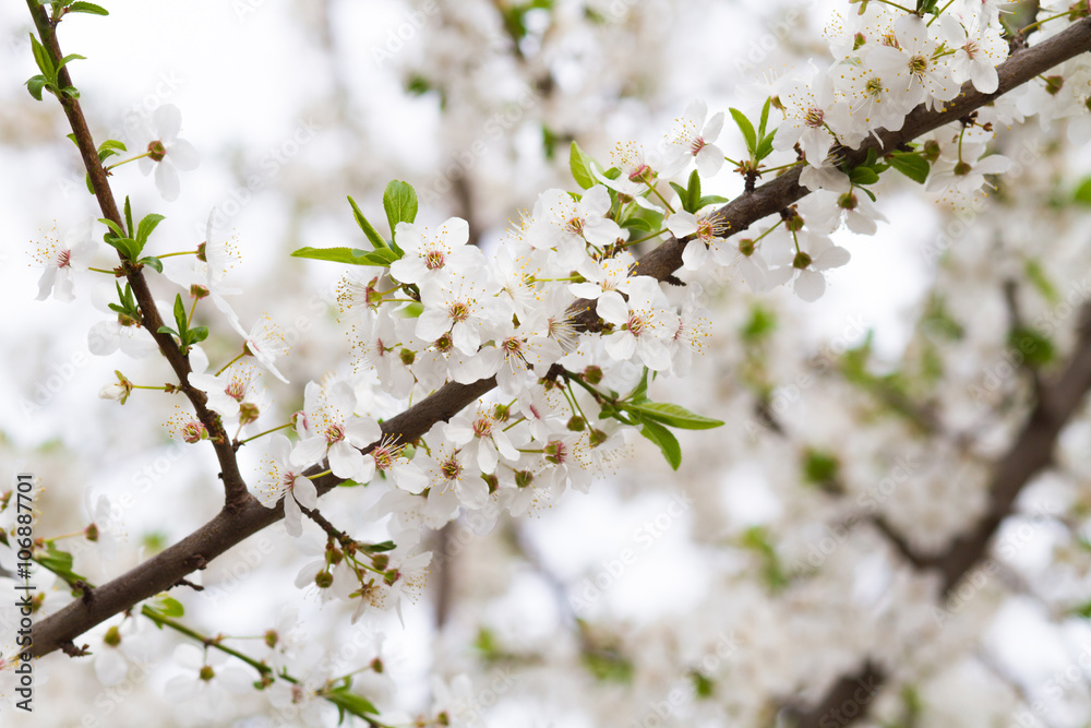 branch of a blossoming tree with beautiful white flowers