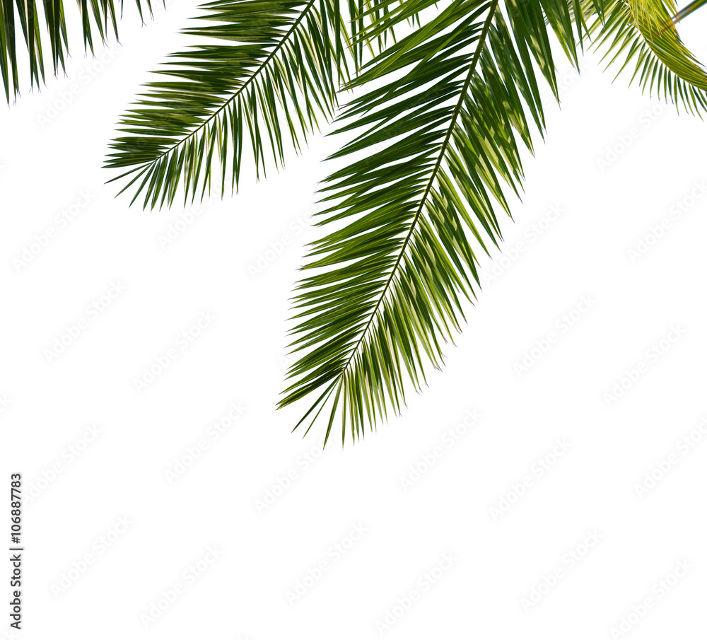 Isolated Palm Leaves on white background Isolated Palm Leaves on white background