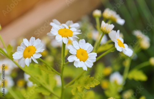 Close-up image of Feverfew flowers. (Tanacetum parthenium).