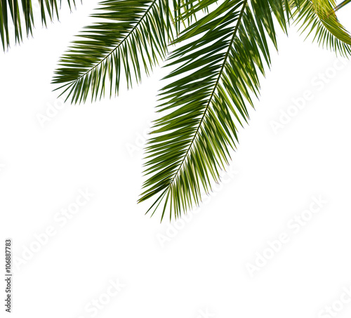 Isolated Palm Leaves on white background