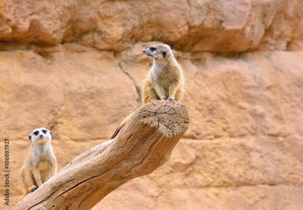 Fototapeta premium Two suricates on dry tree