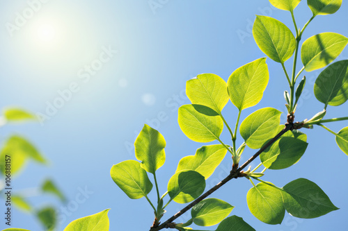 new green leaves in sun light